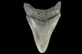 Juvenile Megalodon Tooth - Georgia #101430-1